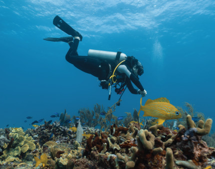 Dive Courses & Prices